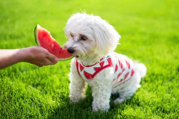 Vsepropejska Zada ovocné tričko s potiskem pro psa Barva: Červená