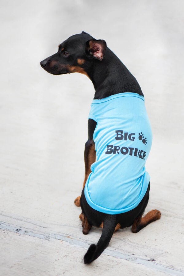 Vsepropejska Buda letní tričko pro psa Barva: Modrá