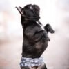 Vsepropejska Tuma protiznačkovací pás pro psa Barva: Šedá